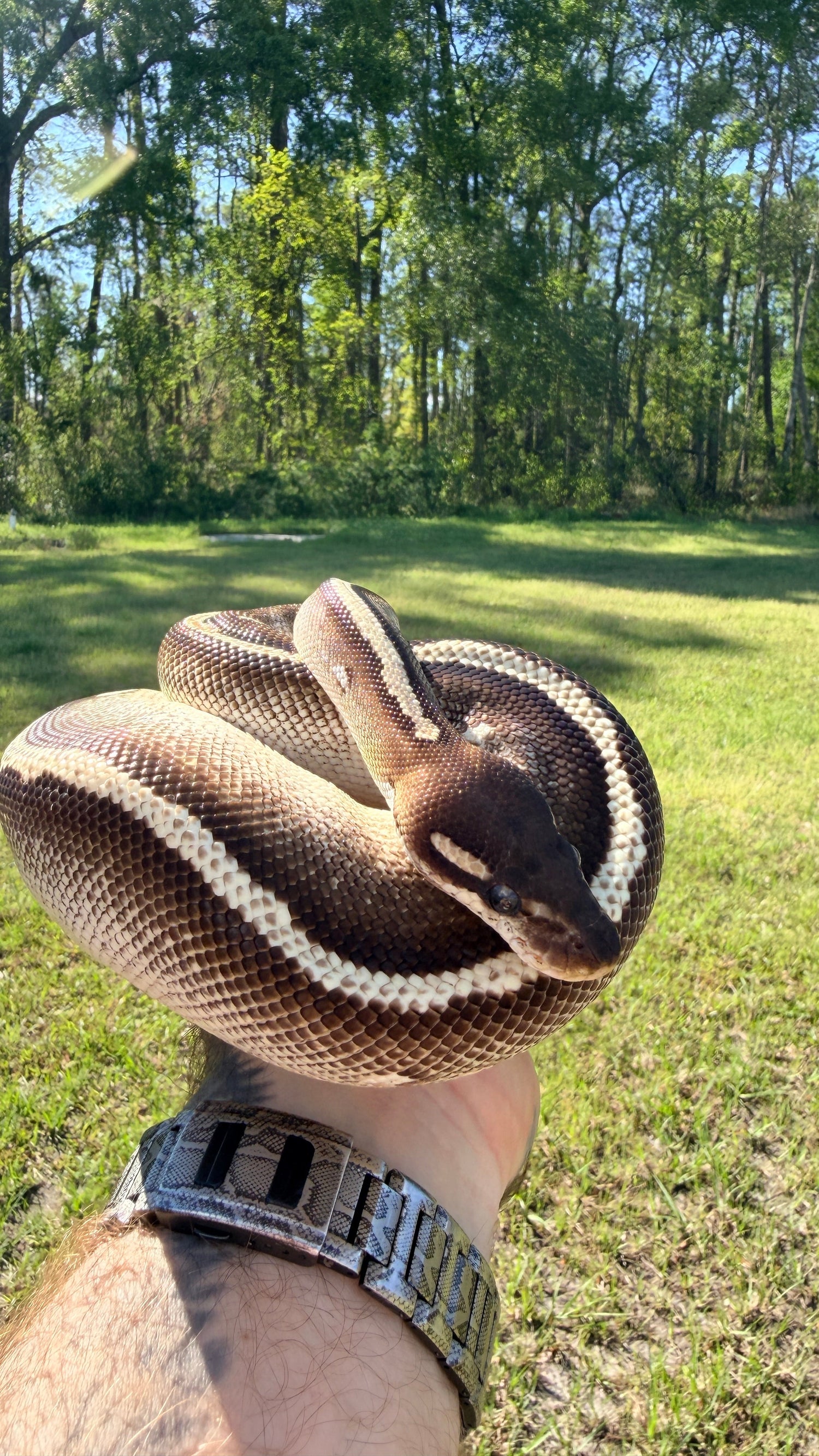 Mojave Yellowbelly Orange Dream Blackhead — Male, 2022 hatch, captive-bred by Ghost Constrictors