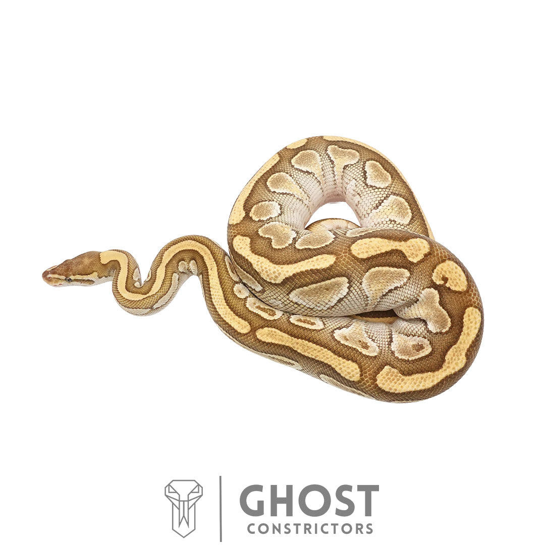 Mojave Yellowbelly Orange Dream Blackhead — Male, 2022 hatch, captive-bred by Ghost Constrictors