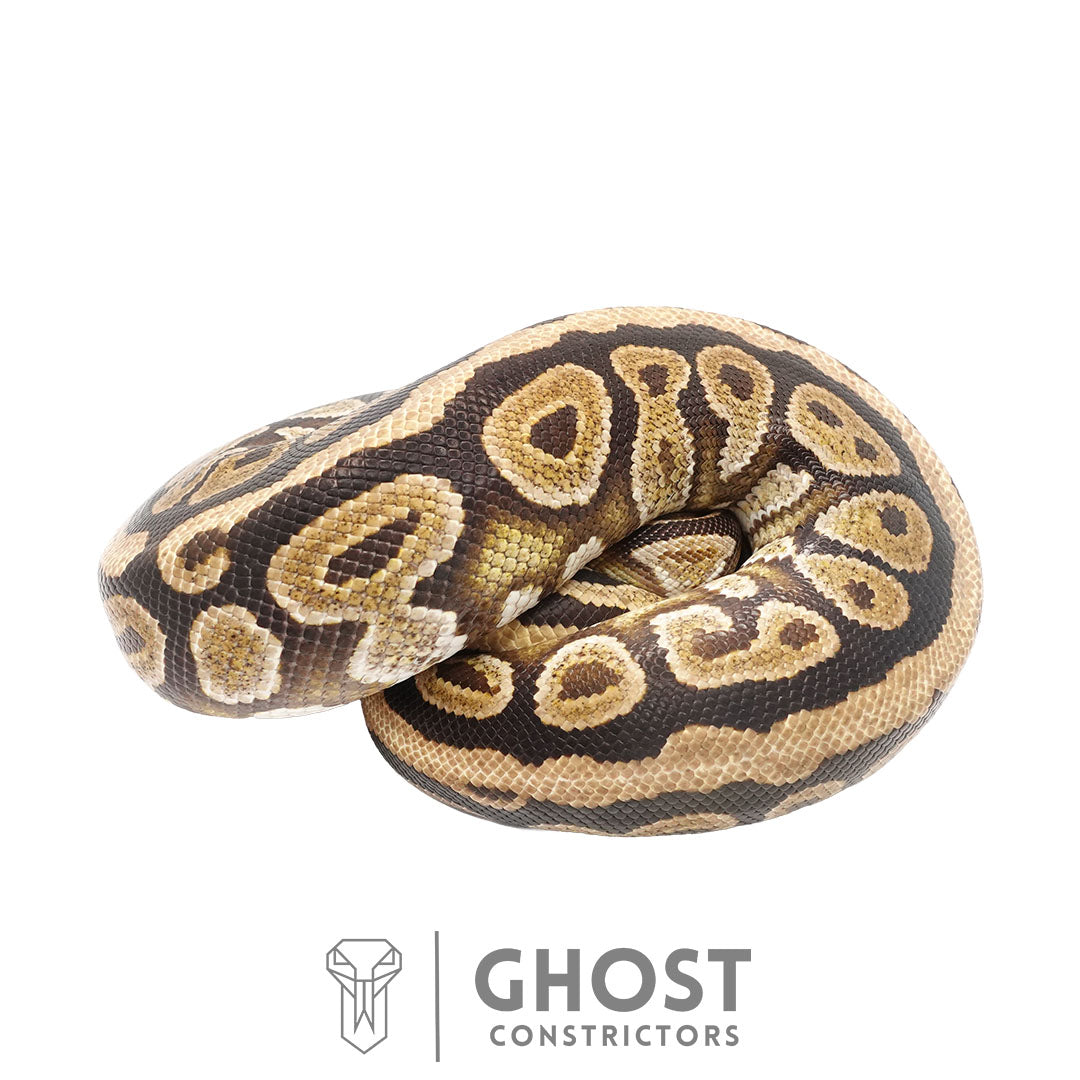 Cypress Spotnose Female Ball Python | Proven Breeder