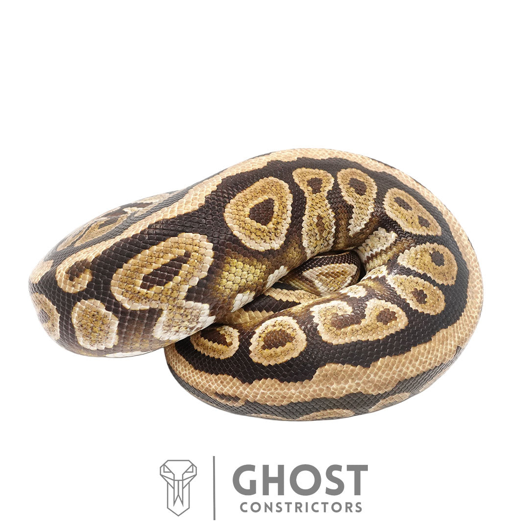 Cypress Spotnose Female Ball Python | Proven Breeder