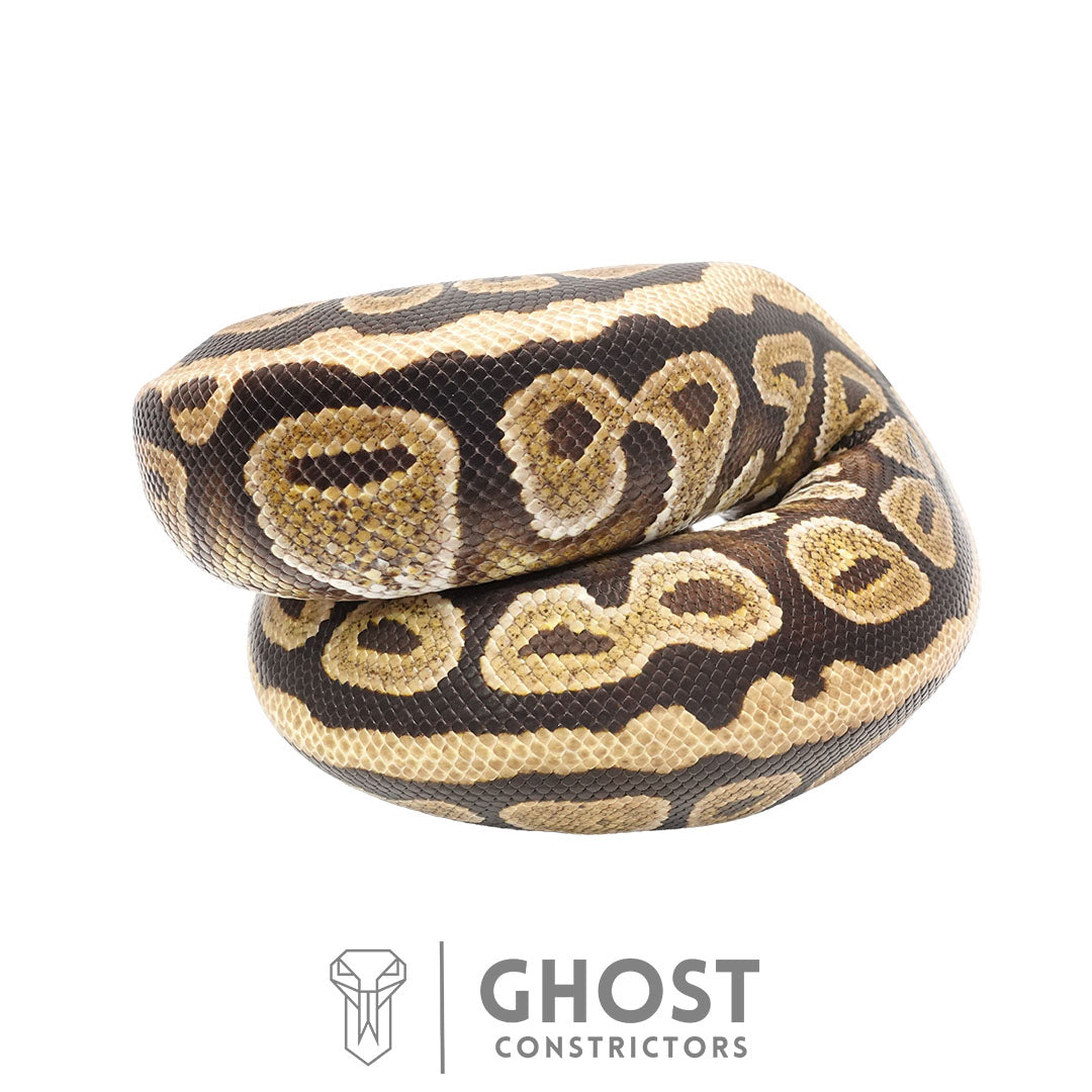 Cypress Spotnose Female Ball Python | Proven Breeder