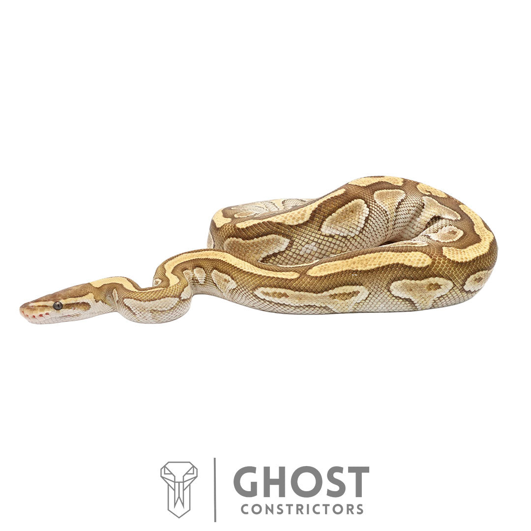 Lesser Het Clown Female Ball Python | Proven Breeder