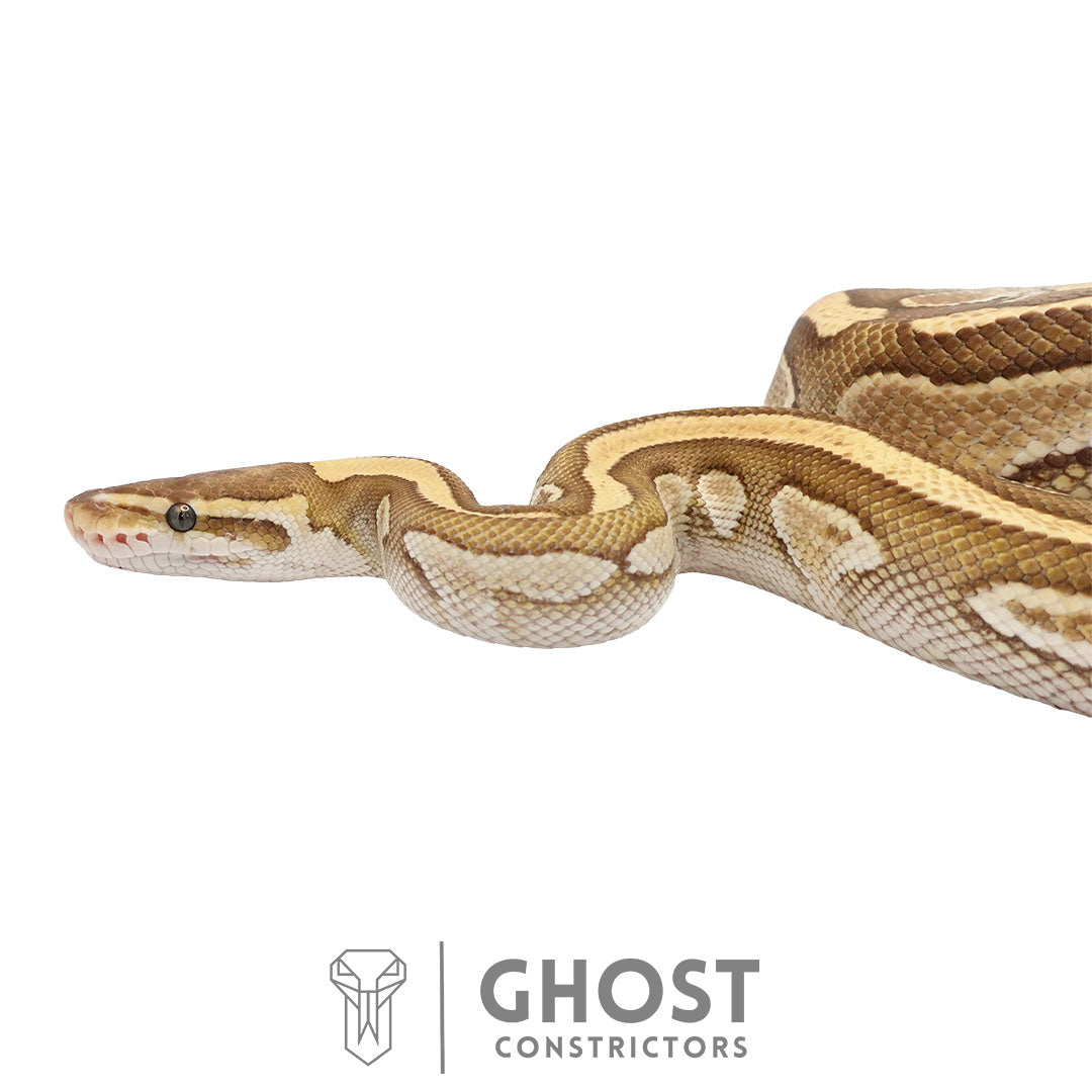 Lesser Het Clown Female Ball Python | Proven Breeder