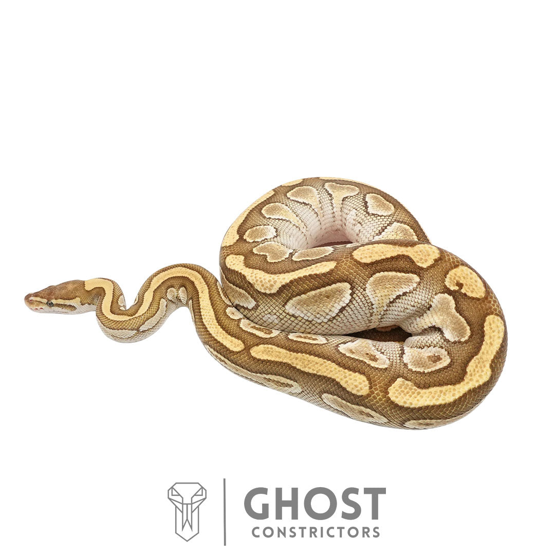 Lesser Het Clown Female Ball Python | Proven Breeder