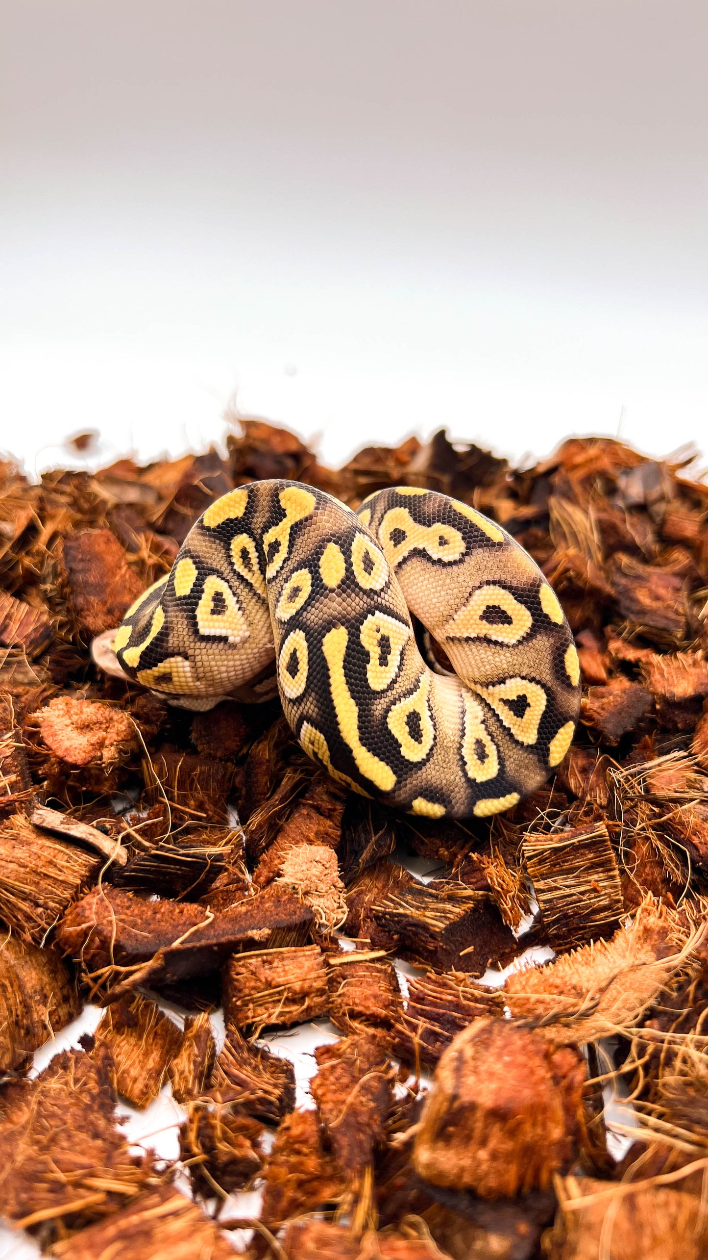 VPI Axanthic (Het), Piebald (Het), Pastel, Mojave