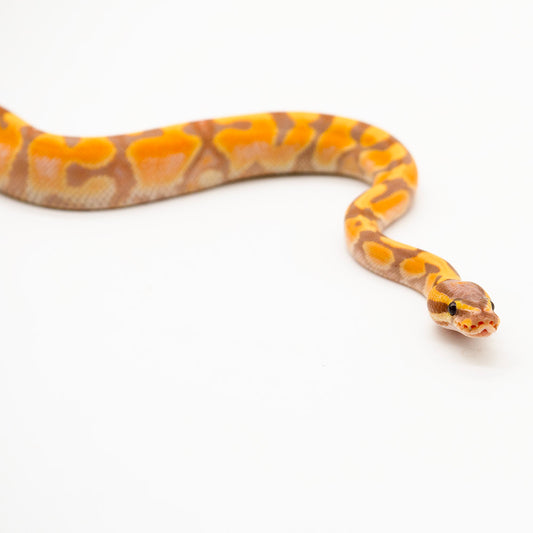 Banana Enchi Piebald (Het)