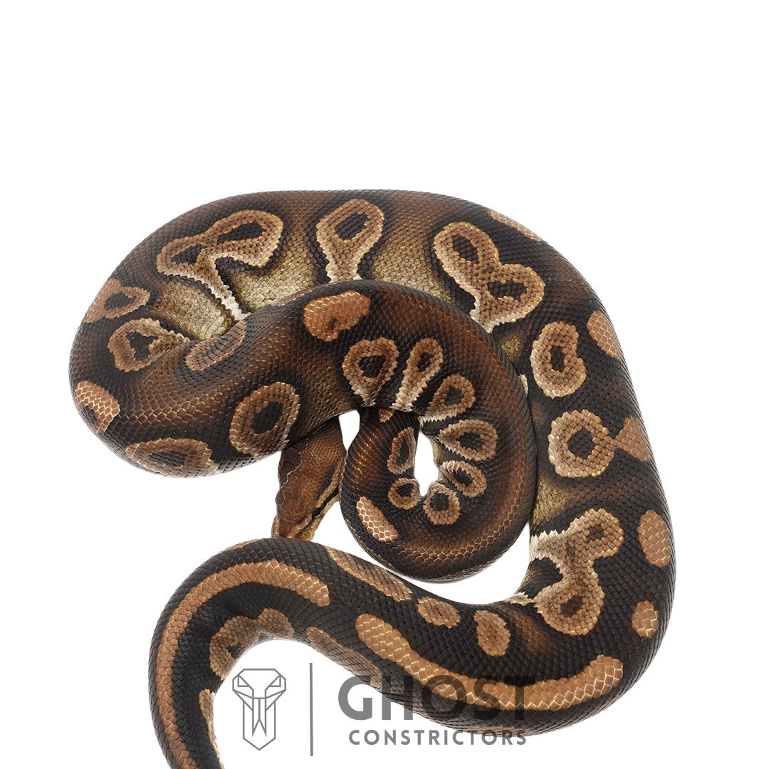 Chocolate Black Pastel Het Clown Male | Proven Breeder