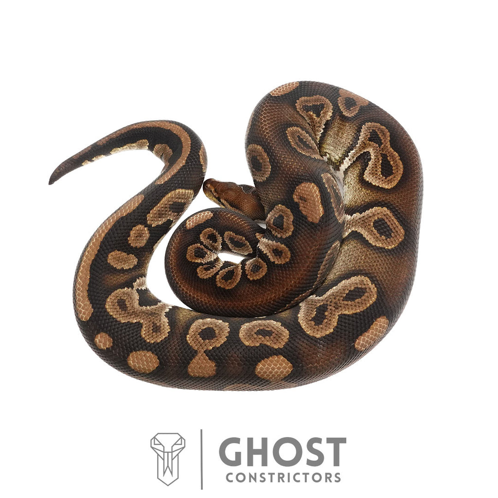 Ace | Ball Python