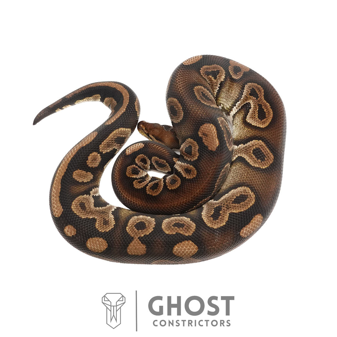 Chocolate Black Pastel Het Clown Male | Proven Breeder
