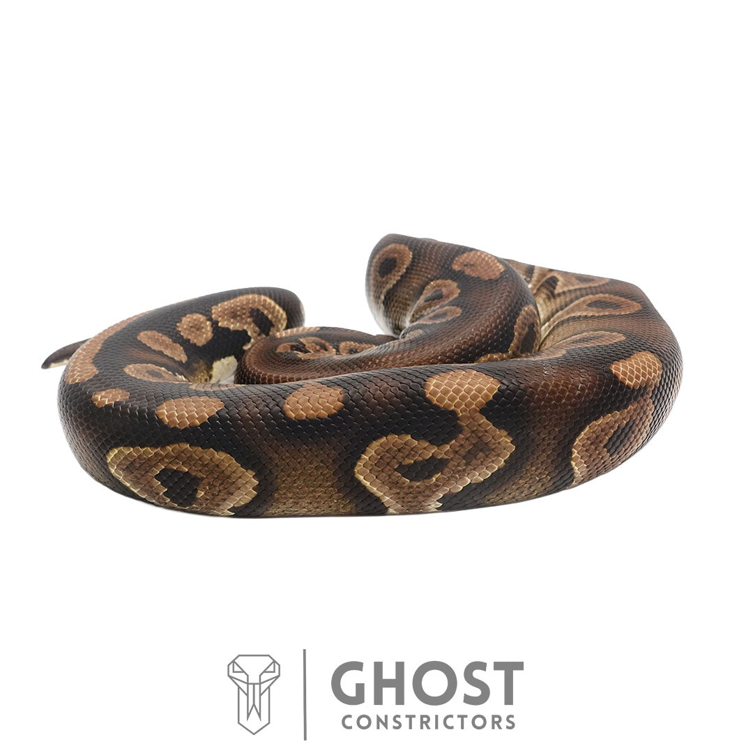 Chocolate Black Pastel Het Clown Male | Proven Breeder