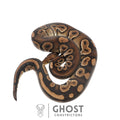 Ezra, male ball python identified as Chocolate, Black Pastel, Het Clown, Ghost Constrictors