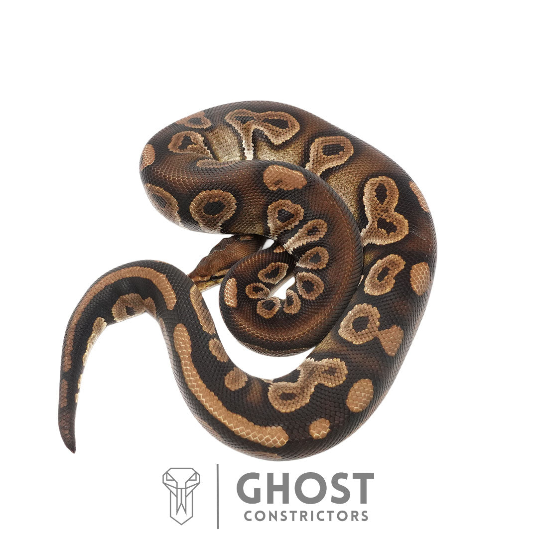 Chocolate Black Pastel Het Clown Male | Proven Breeder