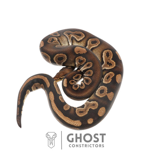 Ezra, male ball python identified as Chocolate, Black Pastel, Het Clown, Ghost Constrictors