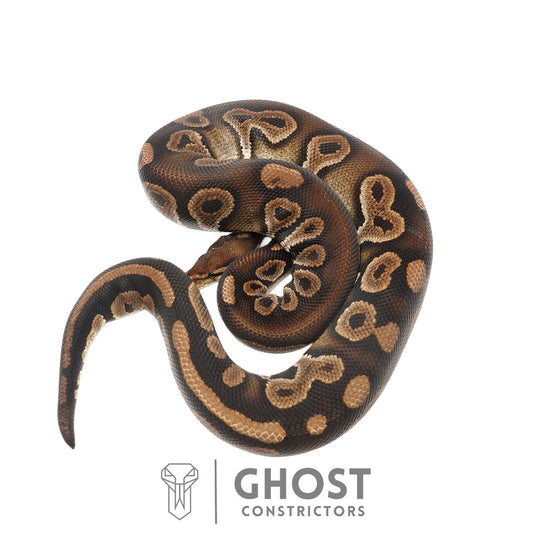 Chocolate Black Pastel Het Clown Male | Proven Breeder