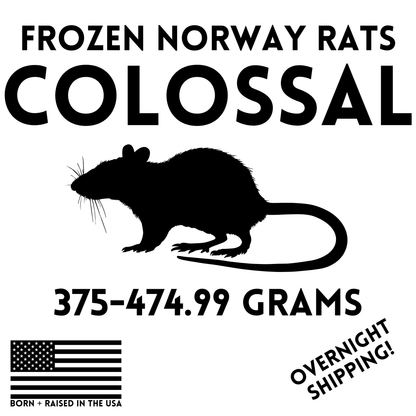 Frozen Colossal Feeder Rats - 4 Pack