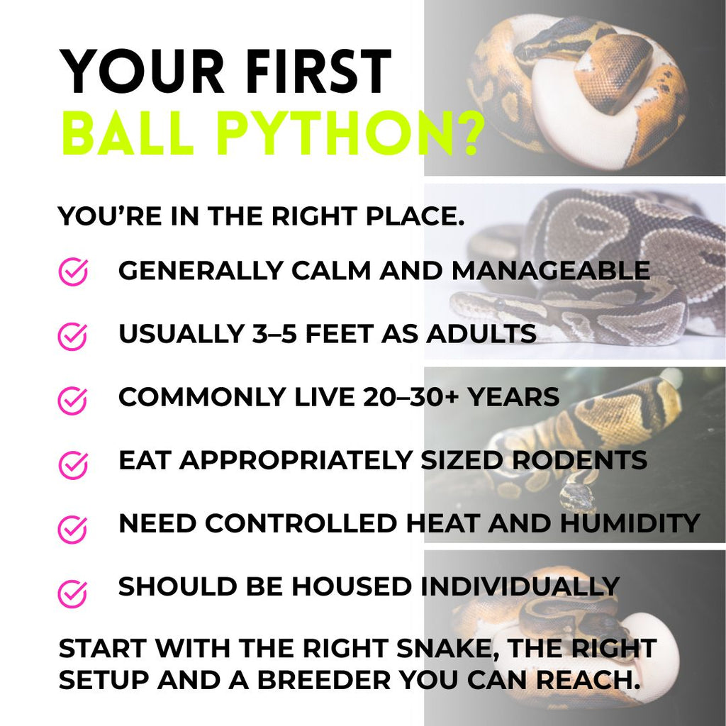 Gus | Ball Python