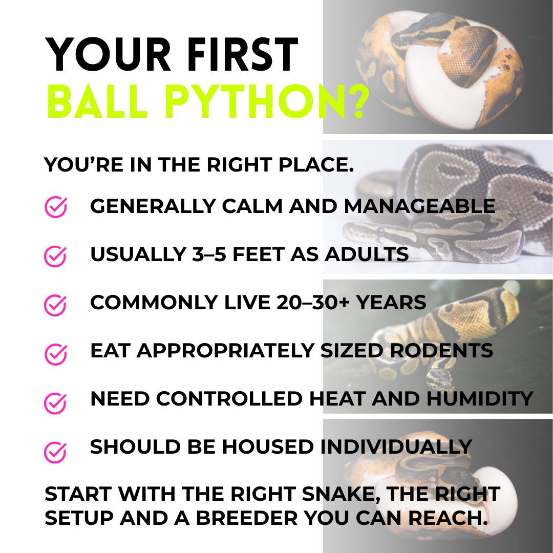 Piebald, Axanthic (VPI) Ball Python | Female
