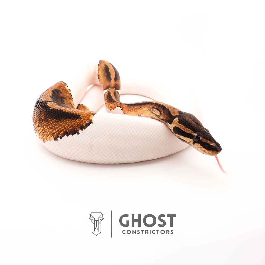 Piebald Het VPI Axanthic — Male, 2024 hatch, captive-bred by Ghost Constrictors