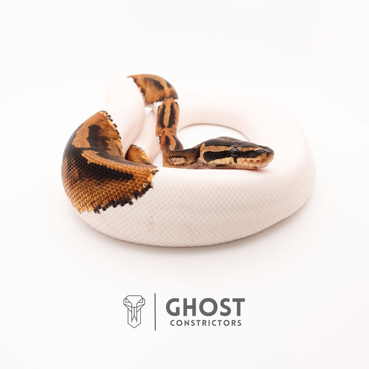 Piebald Het VPI Axanthic — Male, 2024 hatch, captive-bred by Ghost Constrictors
