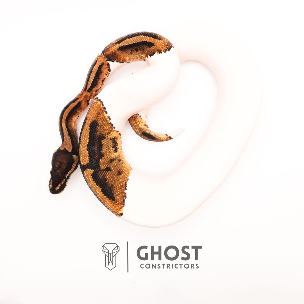 Piebald Het VPI Axanthic — Male, 2024 hatch, captive-bred by Ghost Constrictors