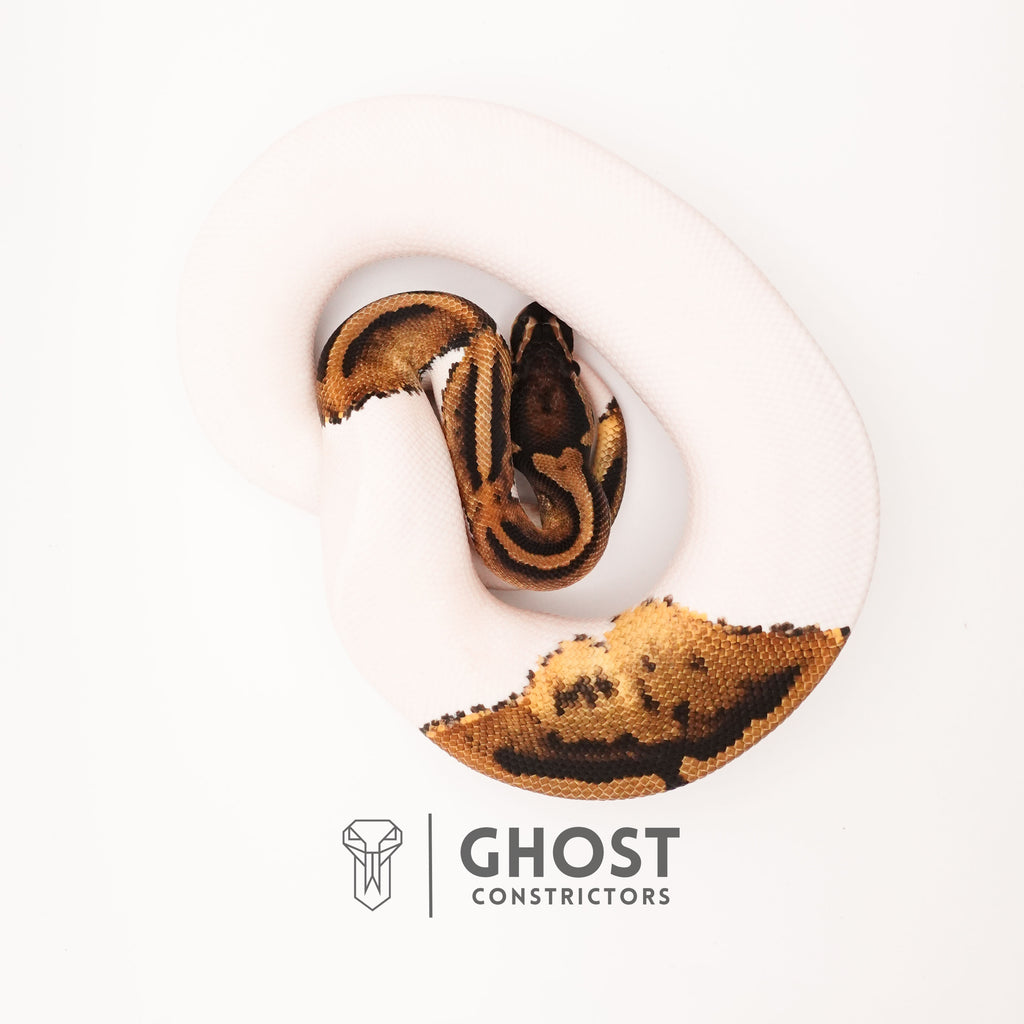 Piebald Het VPI Axanthic — Male, 2024 hatch, captive-bred by Ghost Constrictors