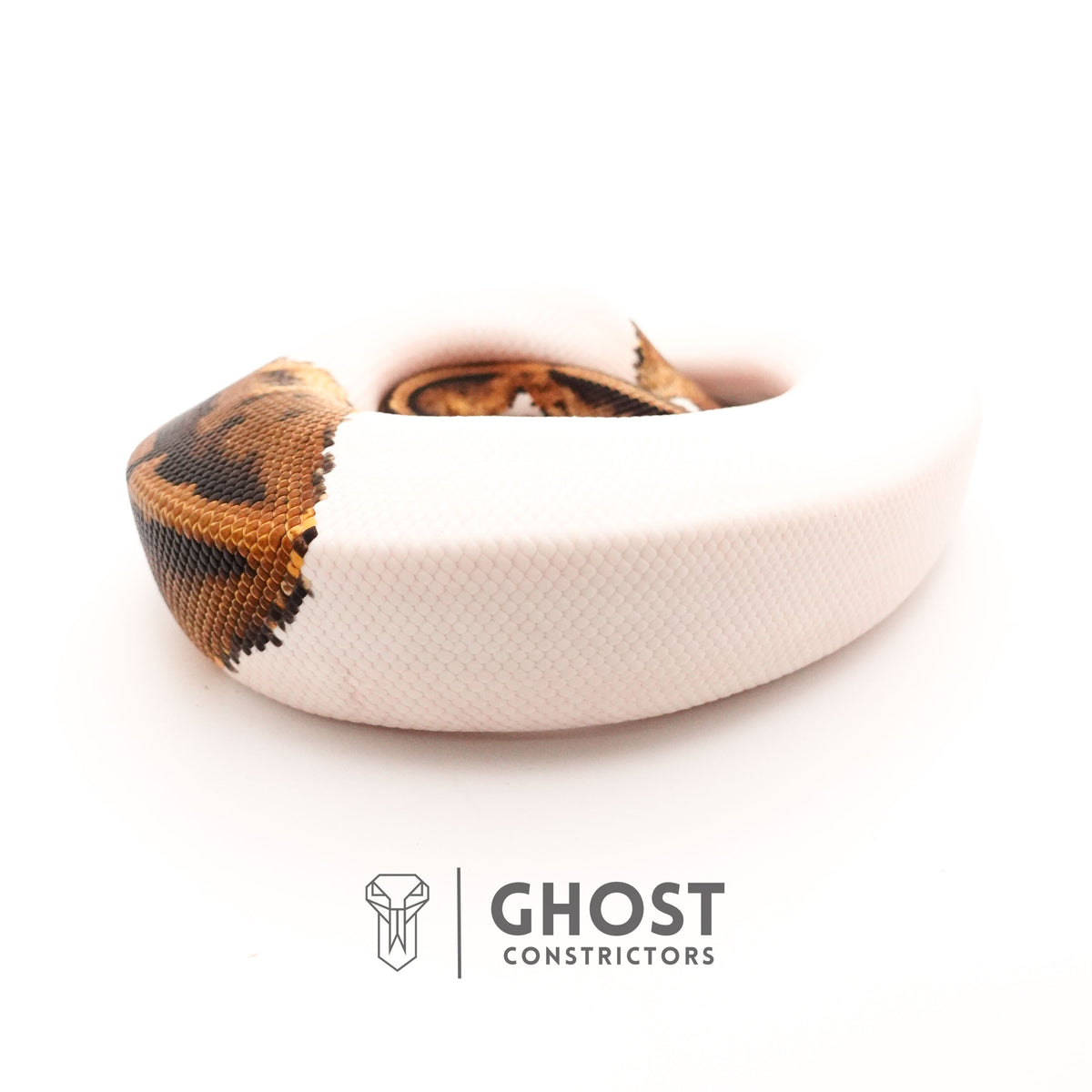 Piebald Het VPI Axanthic — Male, 2024 hatch, captive-bred by Ghost Constrictors