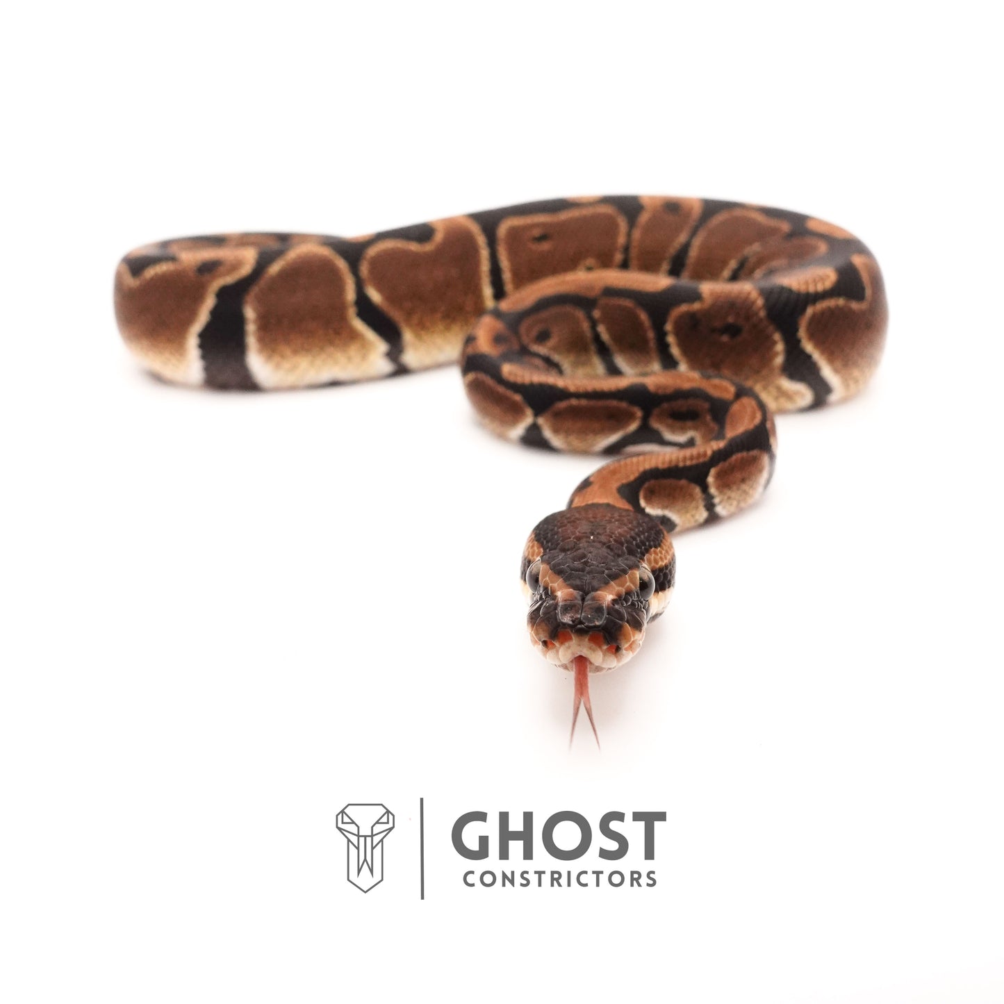 Double Het VPI Axanthic Het Piebald