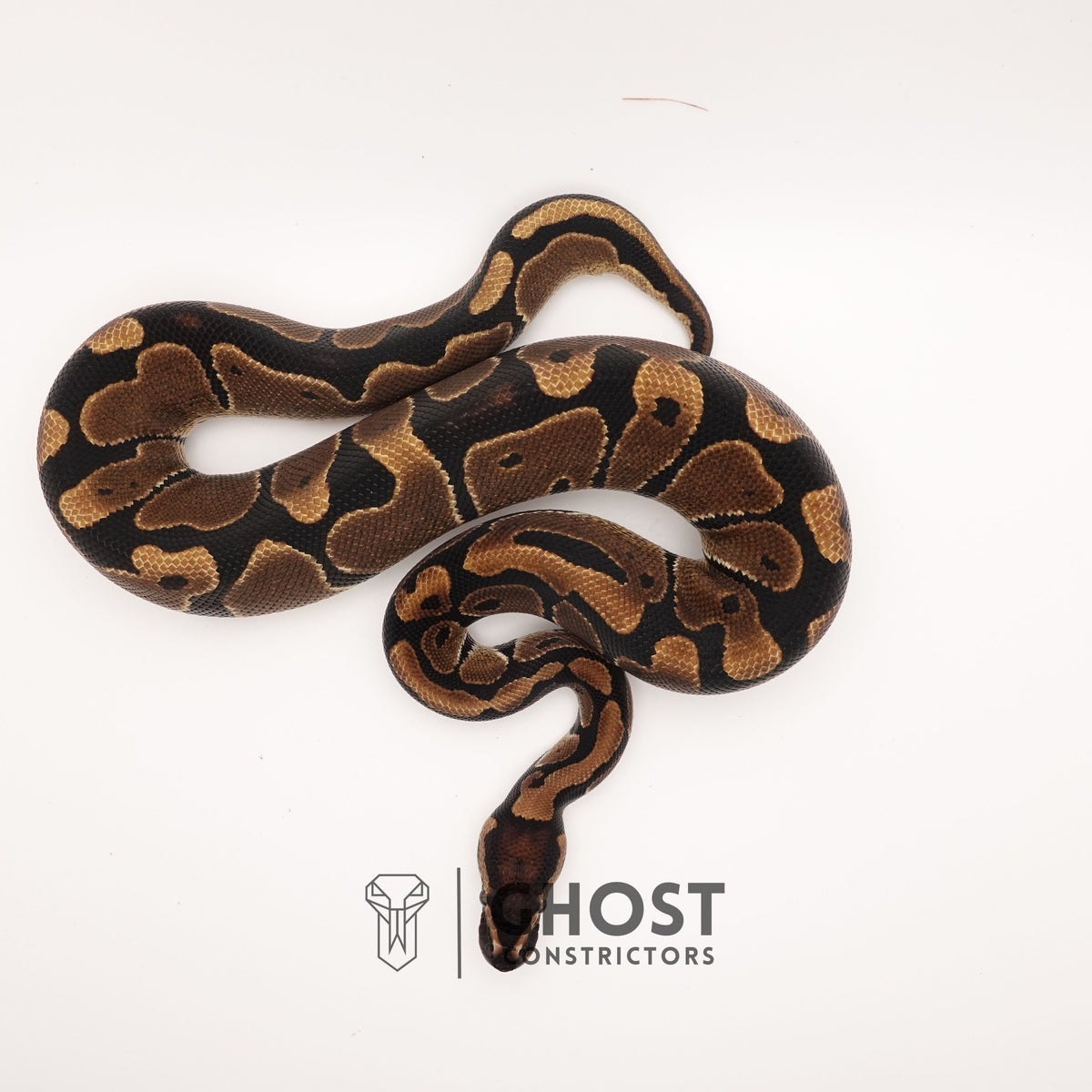 Double Het VPI Axanthic Het Piebald — Male, 2024 hatch, captive-bred by Ghost Constrictors