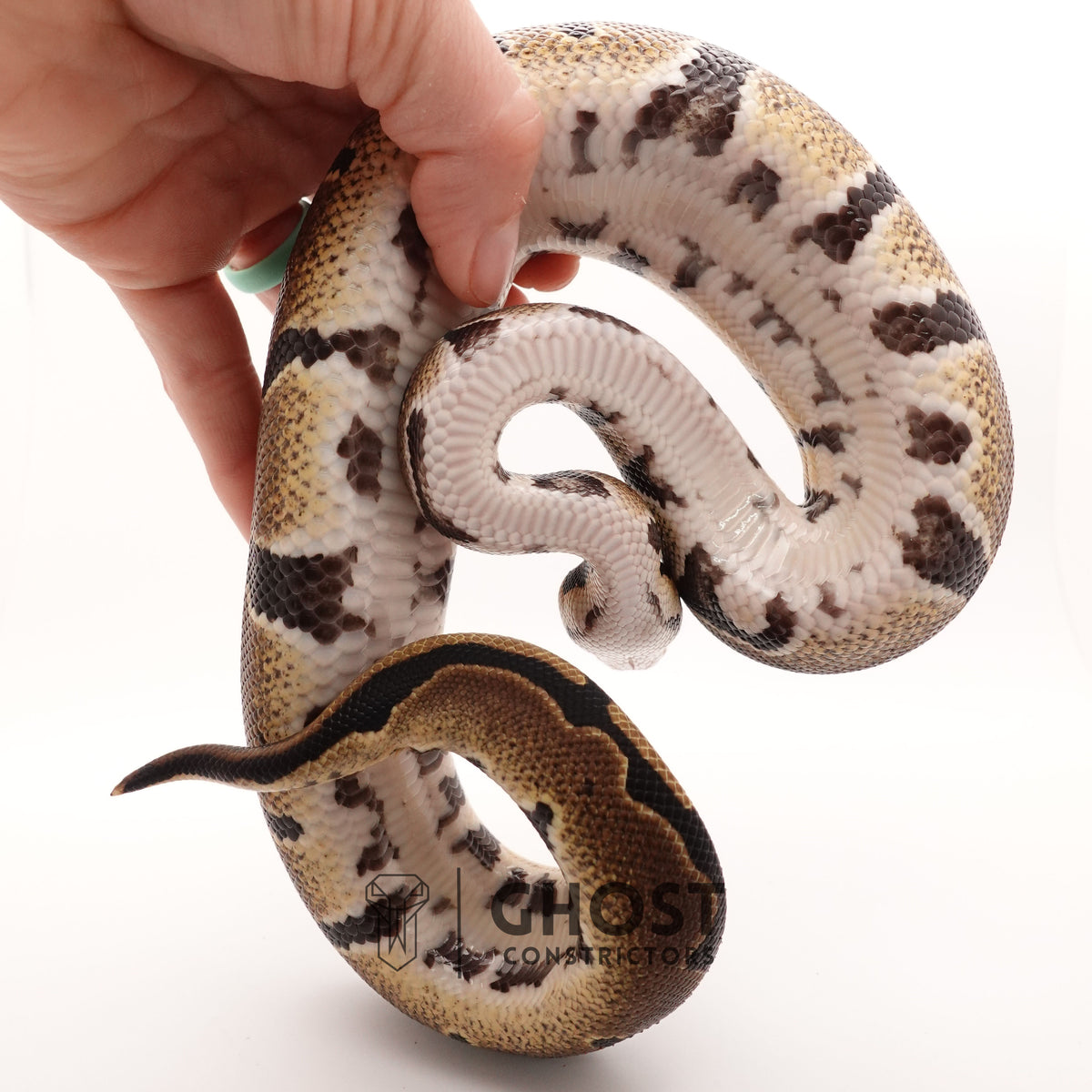 Double Het VPI Axanthic Het Piebald — Male, 2024 hatch, captive-bred by Ghost Constrictors