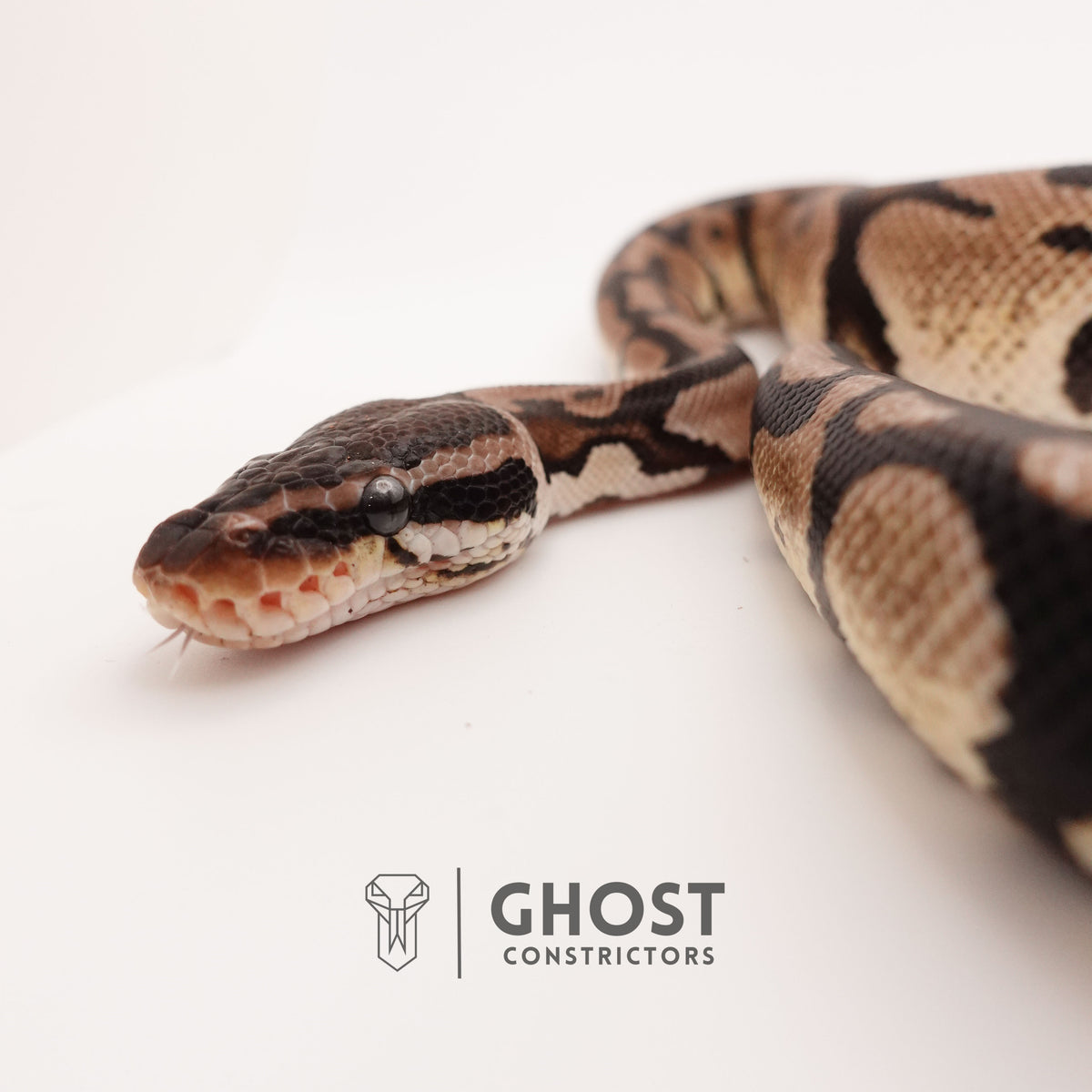 Pastel VPI Axanthic Het Pied — Male, 2024 hatch, captive-bred by Ghost Constrictors