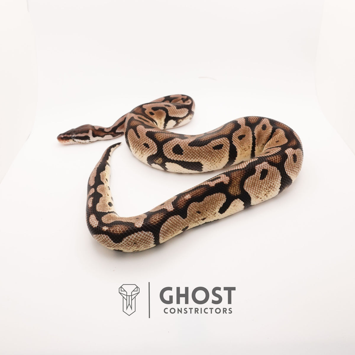 Pastel VPI Axanthic Het Pied — Male, 2024 hatch, captive-bred by Ghost Constrictors
