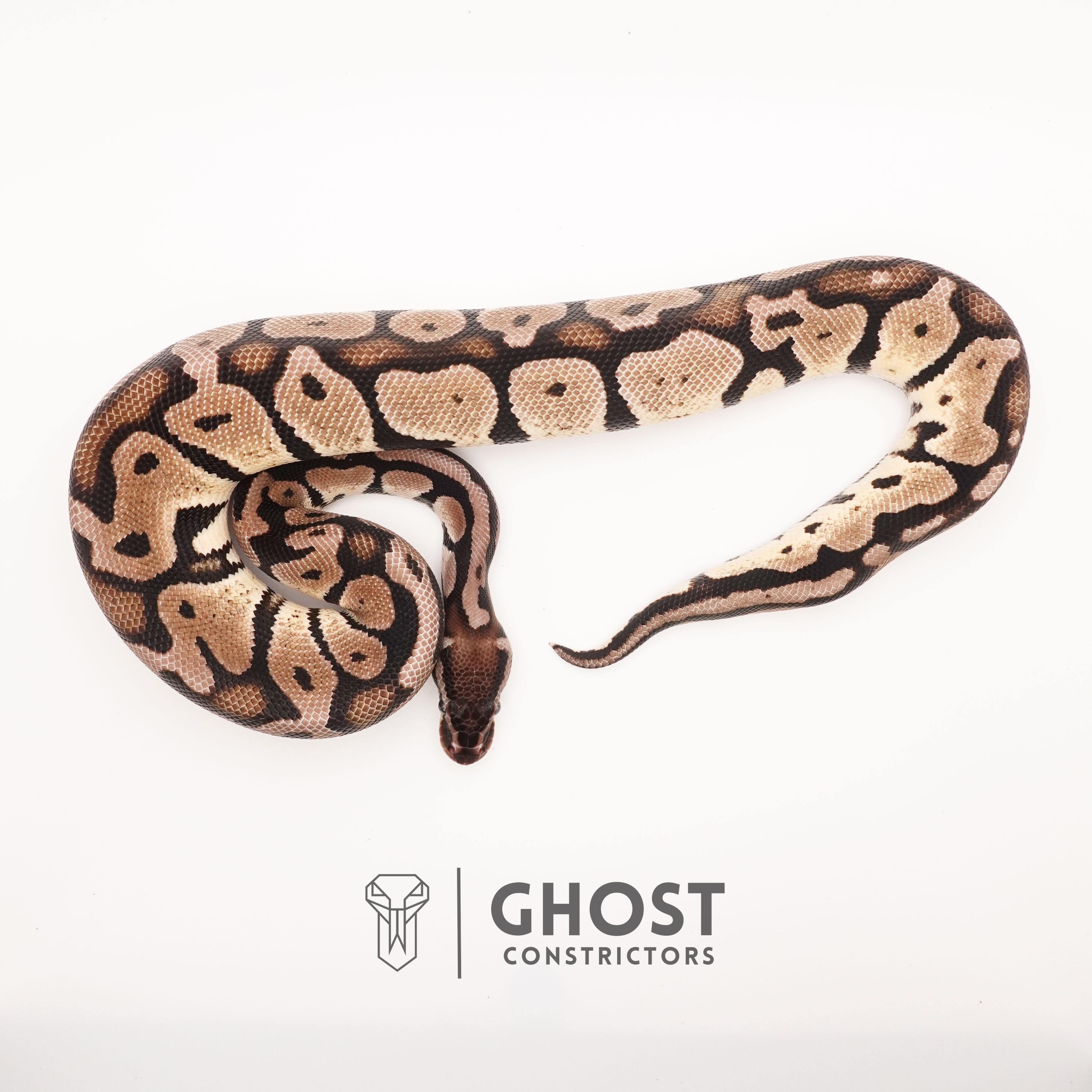 Pastel Vpi Ball Python Pastel VPI Axanthic Het Pied Ball Python for Sale | Ghost Constrictors