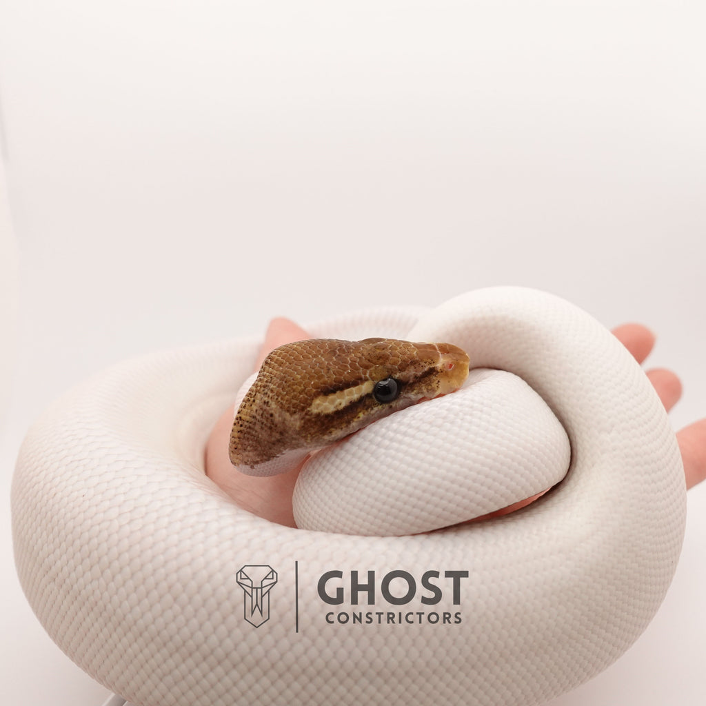 Mojave Pastel Pied VPI Axanthic — Male, 2024 hatch, captive-bred by Ghost Constrictors