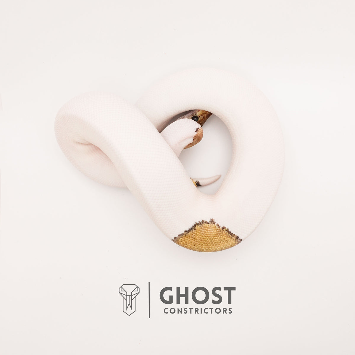 Mojave Pastel Pied VPI Axanthic — Male, 2024 hatch, captive-bred by Ghost Constrictors