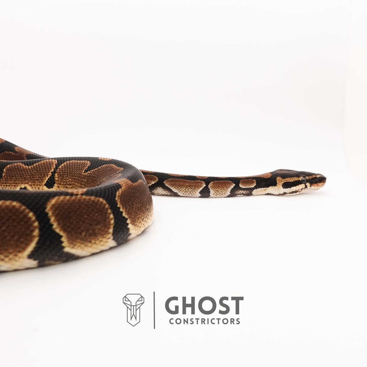 Double Het VPI Axanthic Piebald Ball Python — Male, 2024 hatch, captive-bred by Ghost Constrictors