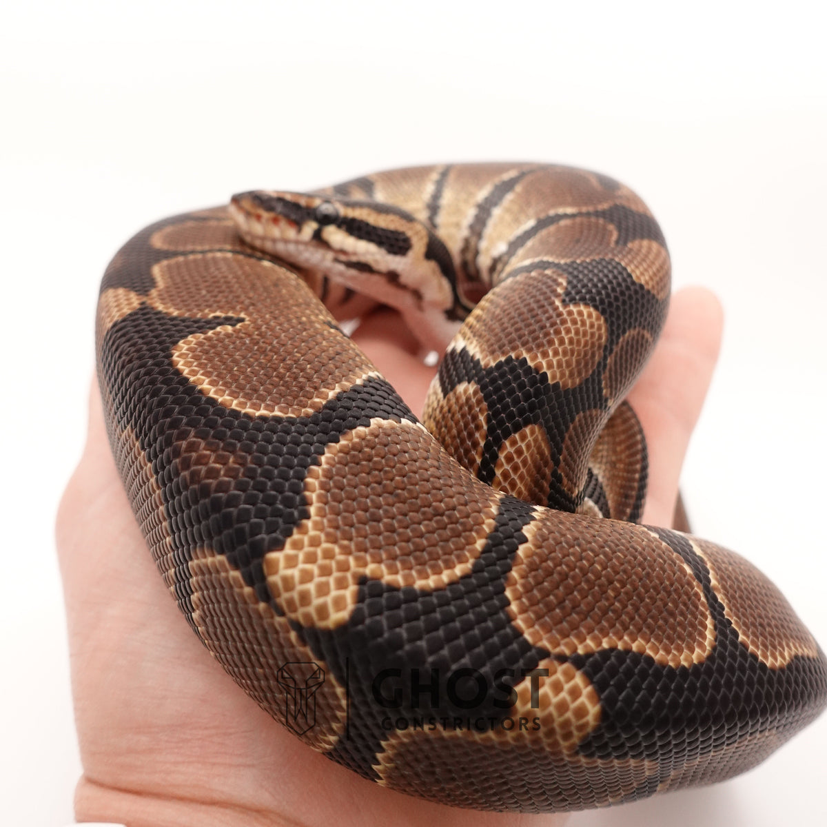 Double Het VPI Axanthic Piebald Ball Python — Male, 2024 hatch, captive-bred by Ghost Constrictors