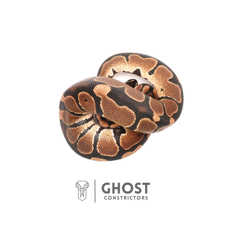 10 Best Ball Python Morphs for Beginners – Ghost Constrictors