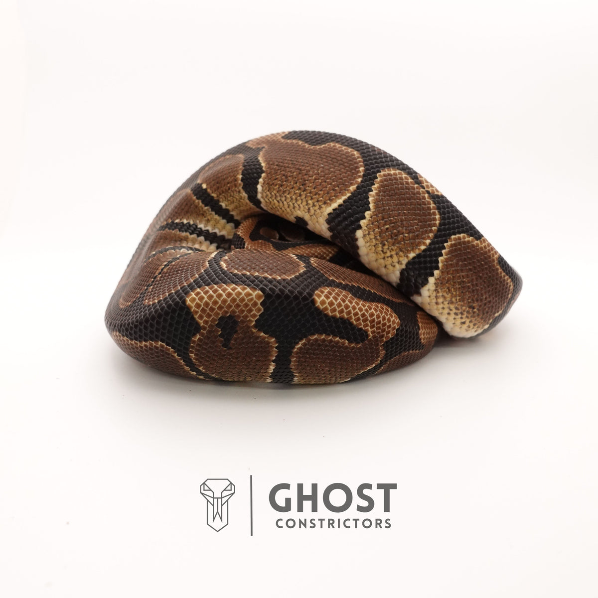 Double Het VPI Axanthic Piebald Ball Python — Male, 2024 hatch, captive-bred by Ghost Constrictors