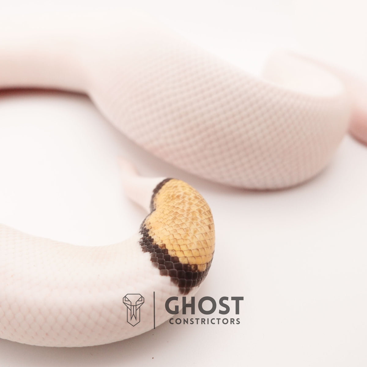 Mojave Pied Het VPI Axanthic — Male, 2024 hatch, captive-bred by Ghost Constrictors