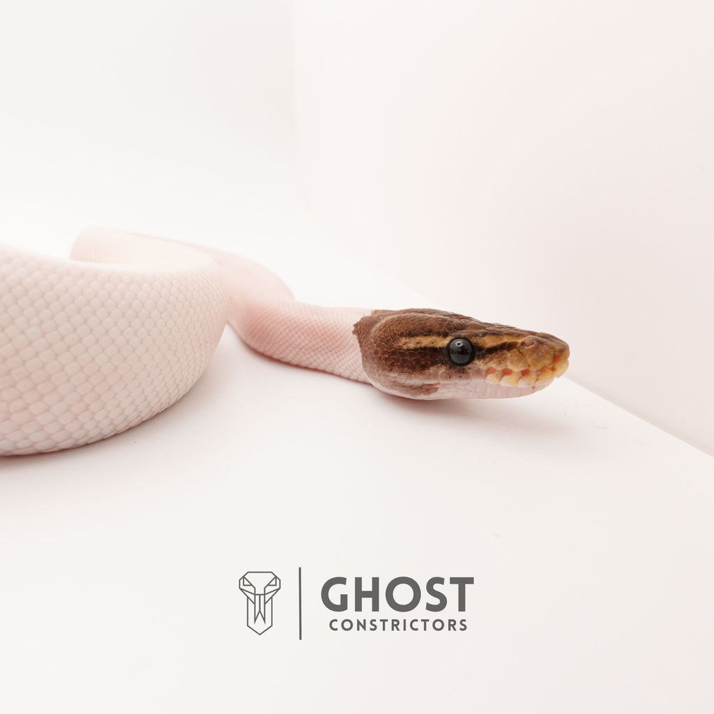 Mojave Pied Het VPI Axanthic — Male, 2024 hatch, captive-bred by Ghost Constrictors