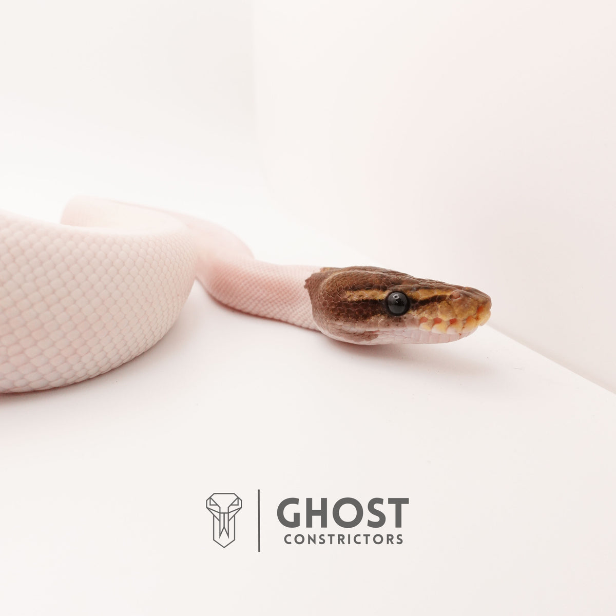 Mojave Pied Het VPI Axanthic — Male, 2024 hatch, captive-bred by Ghost Constrictors