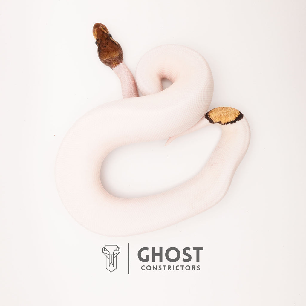 Mojave Pied Het VPI Axanthic — Male, 2024 hatch, captive-bred by Ghost Constrictors