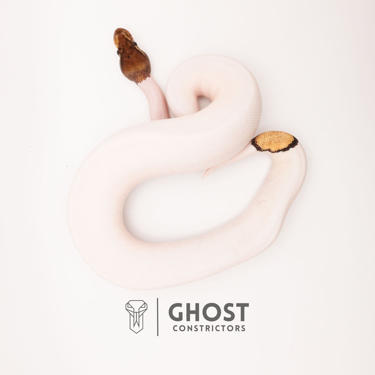 Mojave Pied Het VPI Axanthic — Male, 2024 hatch, captive-bred by Ghost Constrictors