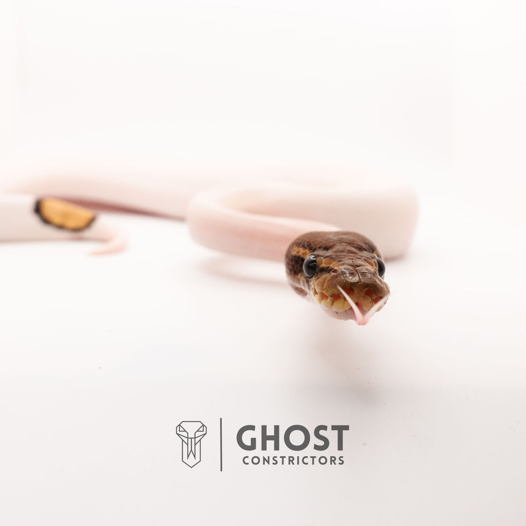 Mojave Pied Het VPI Axanthic — Male, 2024 hatch, captive-bred by Ghost Constrictors