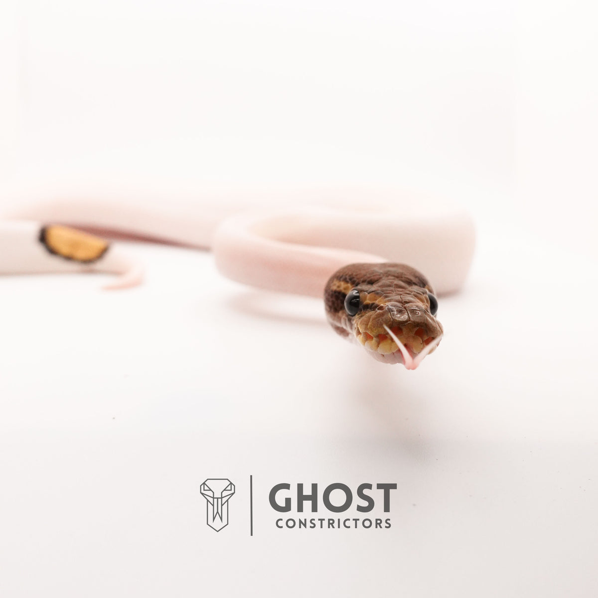 Mojave Pied Het VPI Axanthic — Male, 2024 hatch, captive-bred by Ghost Constrictors