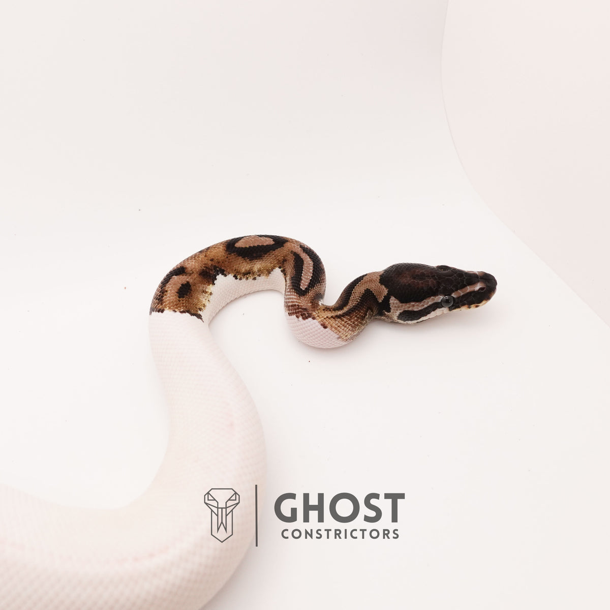 Pastel Pied VPI Axanthic — Male, 2024 hatch, captive-bred by Ghost Constrictors