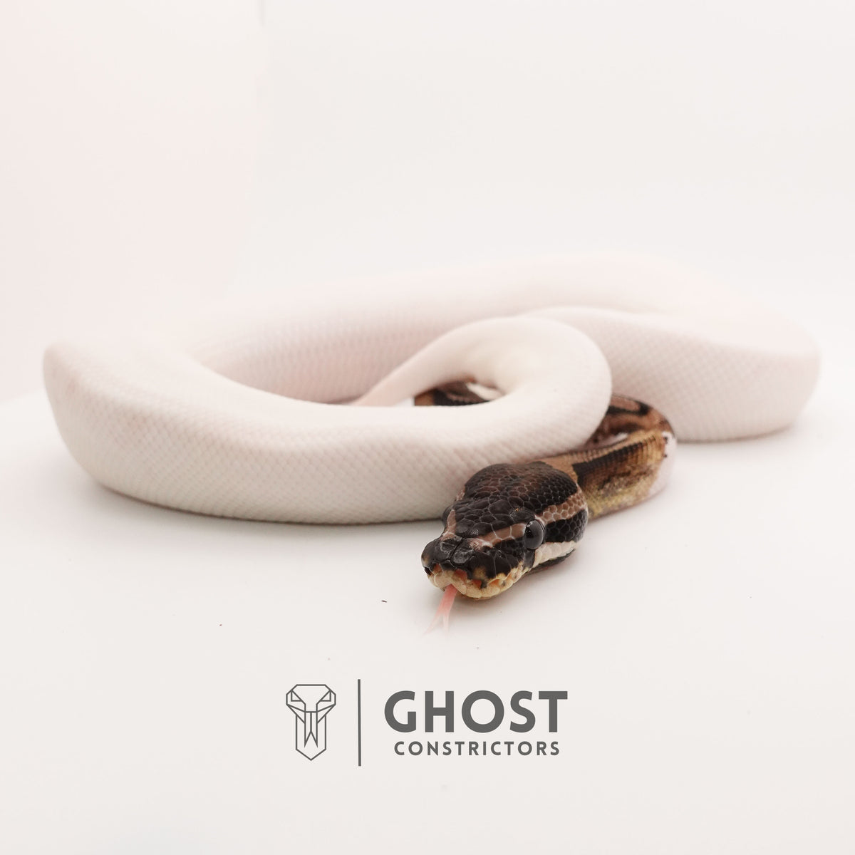 Pastel Pied VPI Axanthic — Male, 2024 hatch, captive-bred by Ghost Constrictors