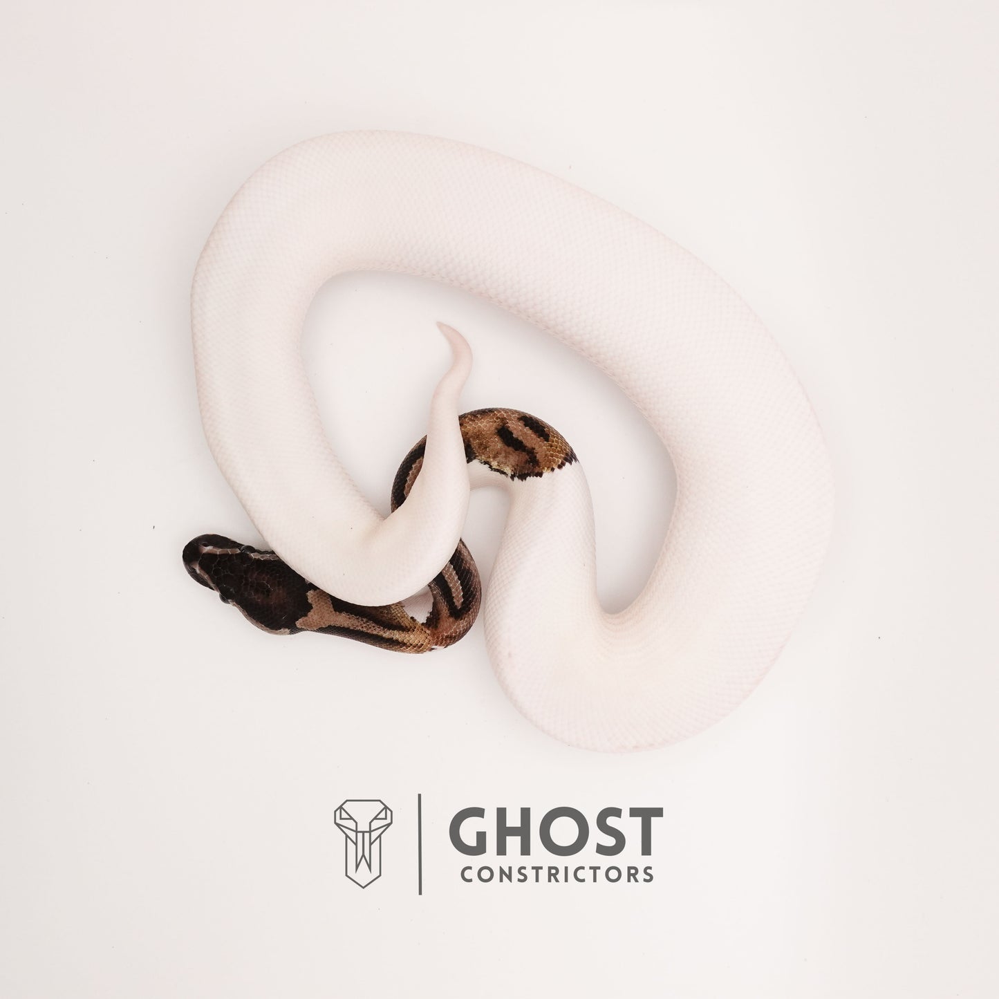 Pastel Pied VPI Axanthic