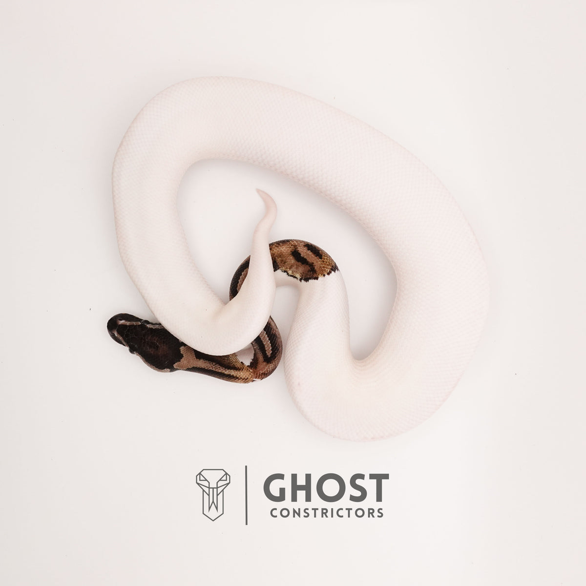 Pastel Pied VPI Axanthic — Male, 2024 hatch, captive-bred by Ghost Constrictors