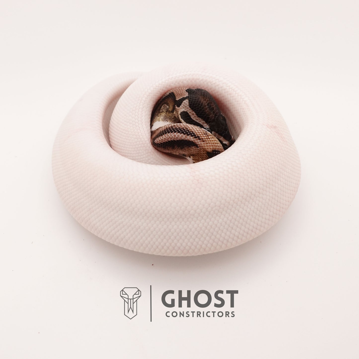Pastel Pied VPI Axanthic